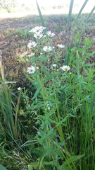 Symphyotrichum × salignum