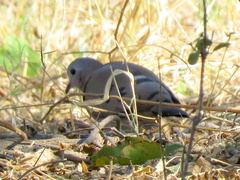 Turtur chalcospilos