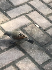Agelaioides badius