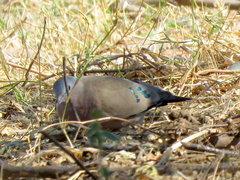 Turtur chalcospilos