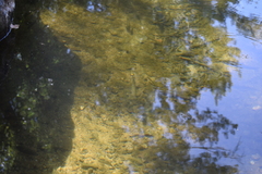 Luciobarbus sclateri