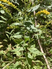 Solidago rugosa