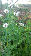 Symphyotrichum × salignum