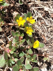 Portulaca oleracea
