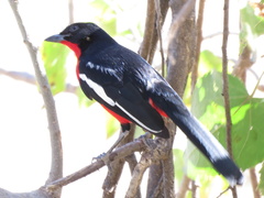 Laniarius atrococcineus