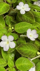 Episcia