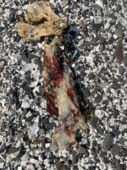 Chondracanthus exasperatus