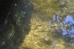 Luciobarbus sclateri