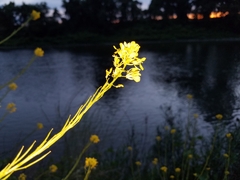 Rhamphospermum nigrum