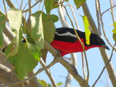 Laniarius atrococcineus