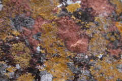 Lecanoromycetes
