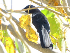 Laniarius atrococcineus