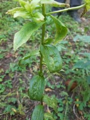 Castilleja septentrionalis