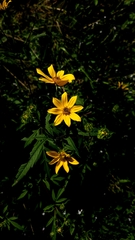 Bidens polylepis
