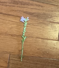 Physostegia virginiana