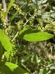 Solidago rugosa