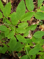Lonicera