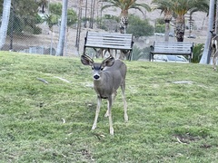Odocoileus hemionus californicus