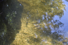 Luciobarbus sclateri