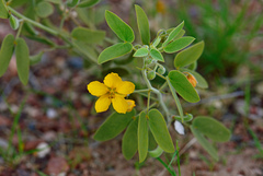 Senna bauhinioides