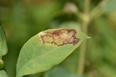 Pterygota