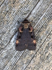 Pseudohermonassa bicarnea