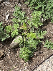 Ligusticum porteri