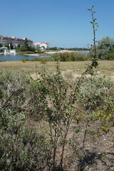 Cotoneaster tauricus