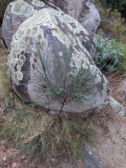 Osyris alba