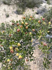 Phylica oleifolia