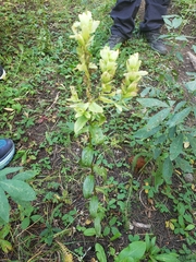 Castilleja septentrionalis