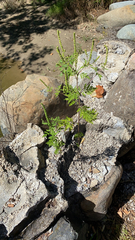 Ambrosia artemisiifolia