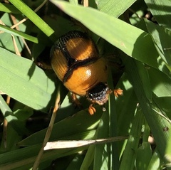 Bolbocerosoma bruneri