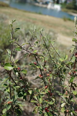 Cotoneaster tauricus