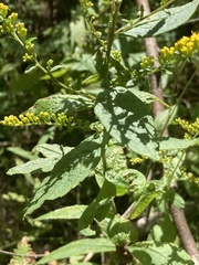 Solidago rugosa
