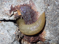 Limacoidea