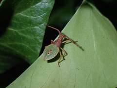 Gonocerus