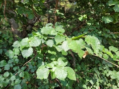 Ulmus minor