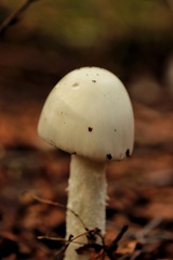Phalloideae