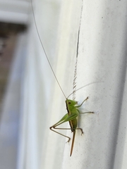 Conocephalus brevipennis
