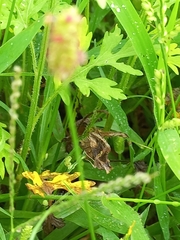 Chrysodeixis