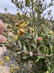 Phylica oleifolia