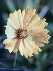 Coreopsis lanceolata