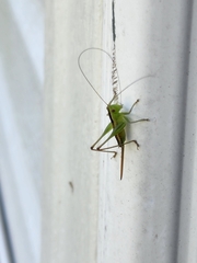 Conocephalus brevipennis