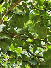 Ulmus minor