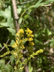 Solidago rugosa