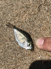 Hyperprosopon argenteum