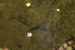 Luciobarbus sclateri