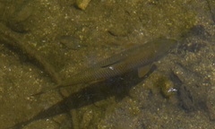 Luciobarbus sclateri