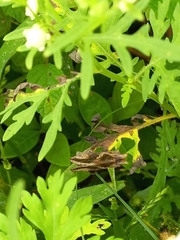 Chrysodeixis